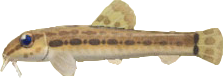 LOACH.png