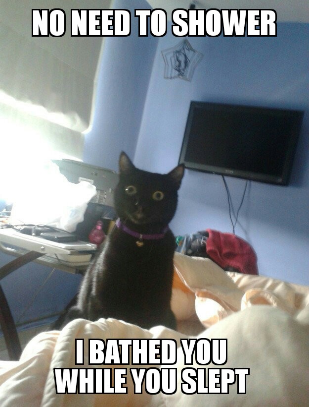 Overly attached cat 16012017211356.jpg
