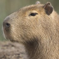 Capybara_Man