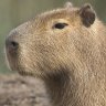 Capybara_Man