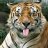 Tiger_Lord